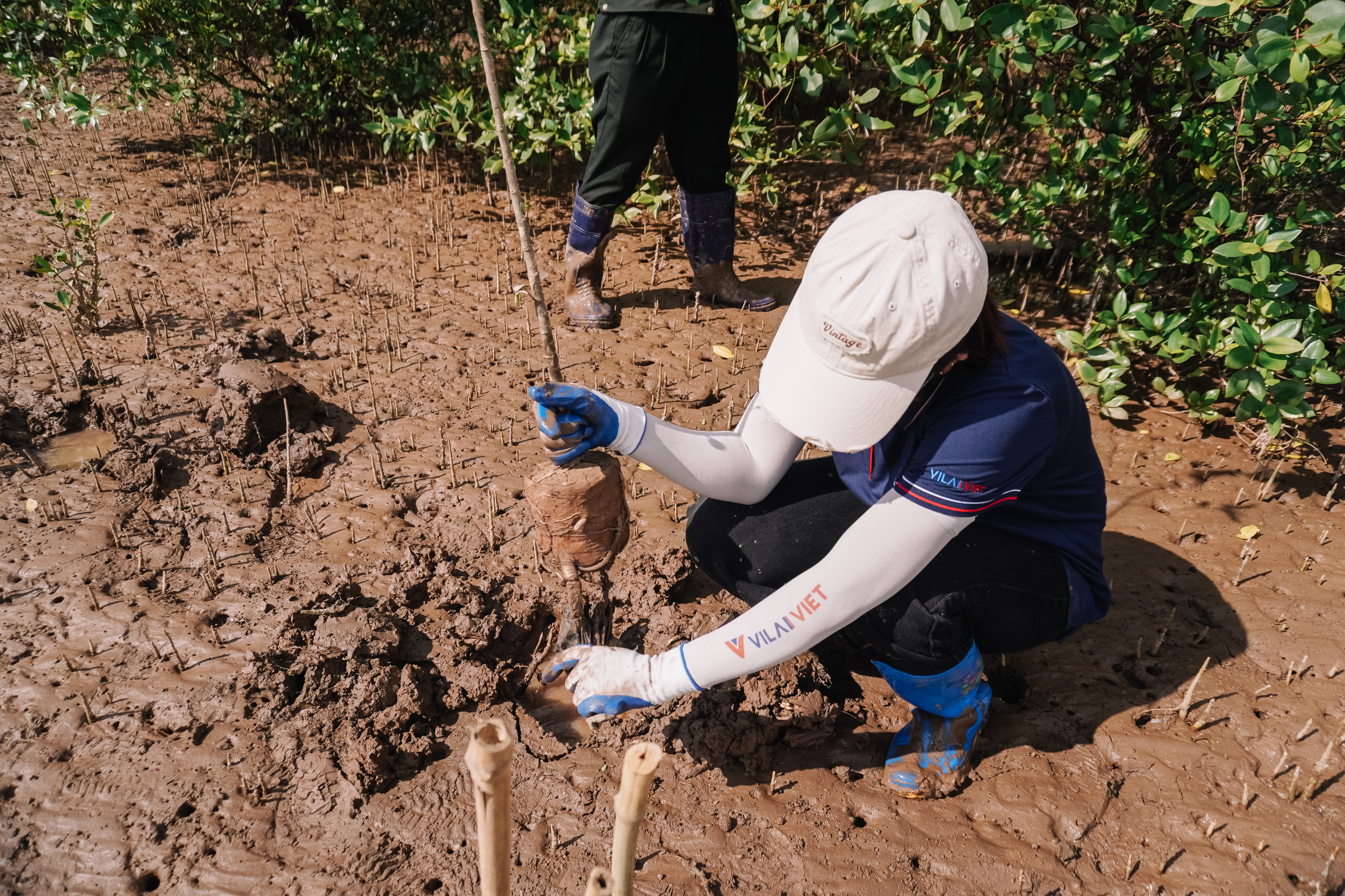 Sustainable general contractor Vilai Viet planted various trees on the Where Forest Returns event.